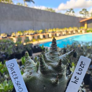 2207 24 Arabicum  Darkseid F2 12 meses