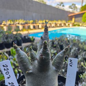 2207 26 Arabicum Nix F2 12 meses