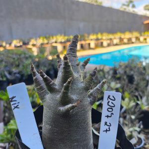 2207 27 Arabicum Nix F2 12 meses