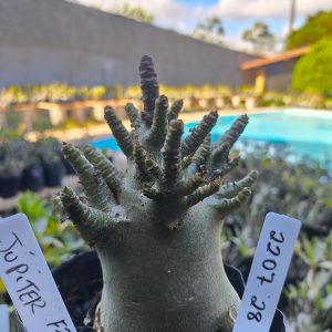 2207 28 Arabicum Júpter F2 12 meses