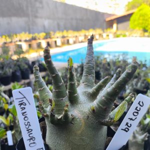 2207 29 Arabicum Tiranosauro F2 12 meses
