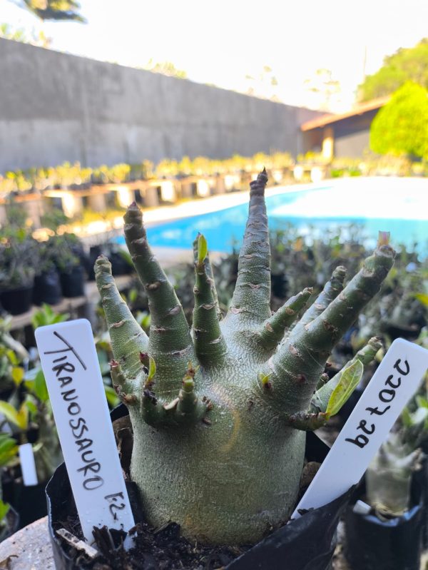 2207 29 Arabicum Tiranosauro F2 12 meses