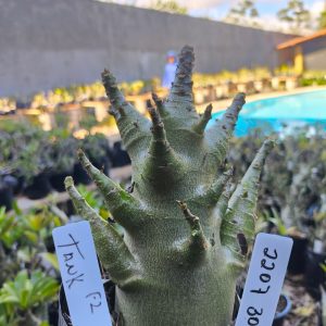 2207 30 Arabicum Tank F2 12 meses