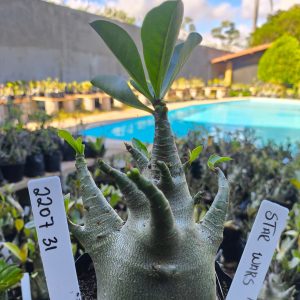 2207 31 Arabicum Star Wars F2 12 meses