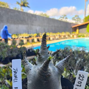 2207 32 Arabicum Javali F2 12 meses