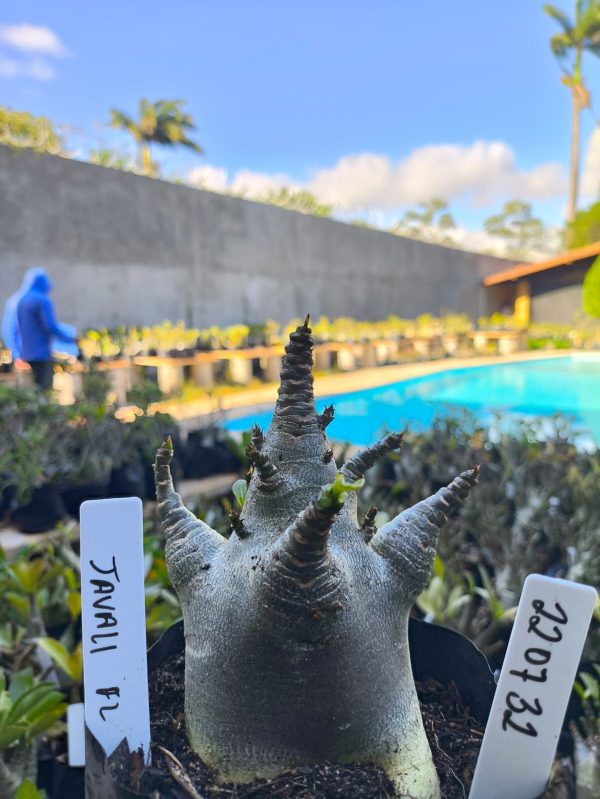 2207 32 Arabicum Javali F2 12 meses