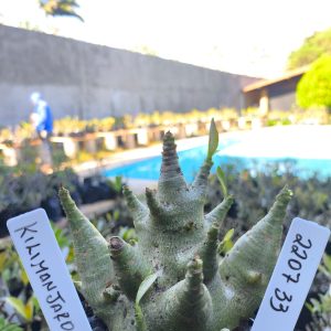 2207 33 Arabicum Kilimanjaro F2 12 meses