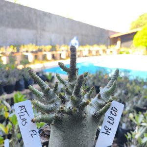 2207 34 Arabicum Atlas F2 12 meses