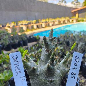 2207 35 Arabicum Zadock F2 12 meses