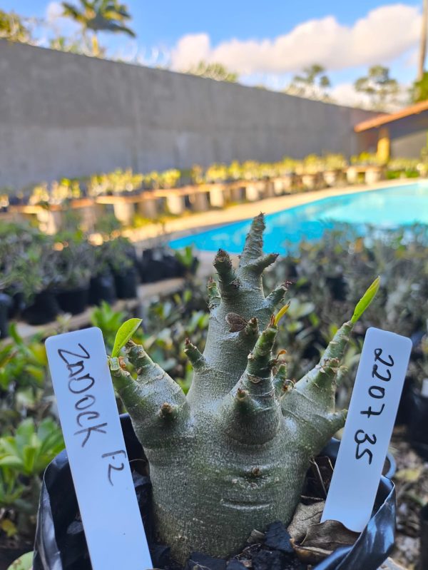 2207 35 Arabicum Zadock F2 12 meses