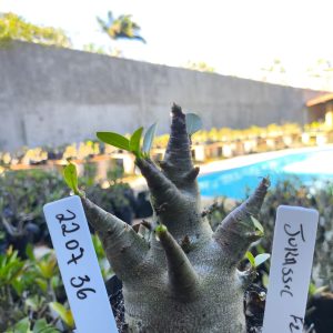 2207 36 Arabicum Jurassic F2 12 meses