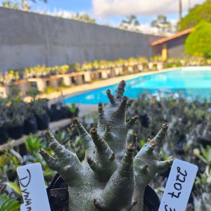 2207 37 Arabicum Dynamo F2 12 meses