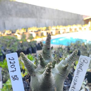 2207 38 Arabicum Branquiosauro F2 12 meses