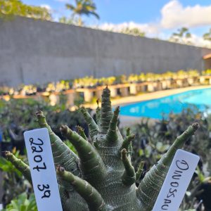 2207 39 Arabicum Dinosaur F2 12 meses