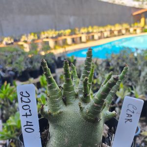 2207 40 Arabicum Czar F2 12 meses