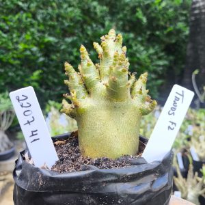 2207 41 Arabicum Tanos F2 12 meses