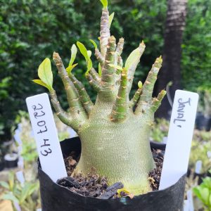 2207 43 Arabicum Javali F2 12 meses