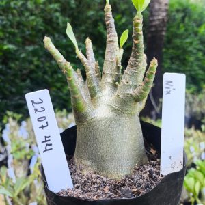 2207 44 Arabicum Nix F2 12 meses