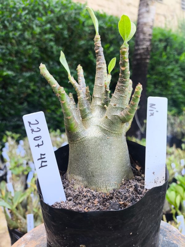2207 44 Arabicum Nix F2 12 meses