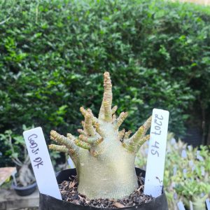 2207 45 Arabicum Godi F2 12 meses