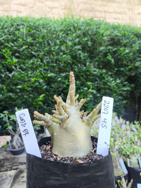 2207 45 Arabicum Godi F2 12 meses