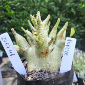 2207 46 Arabicum Popeye F2 12 meses