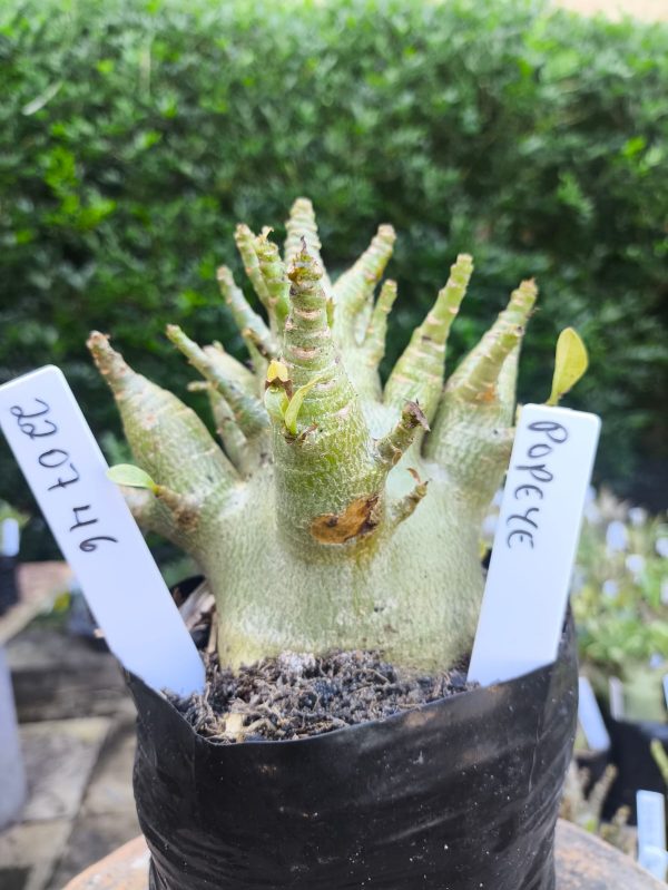 2207 46 Arabicum Popeye F2 12 meses