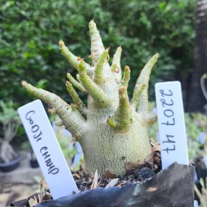 2207 47 Arabicum Godji Champ F2 12 meses