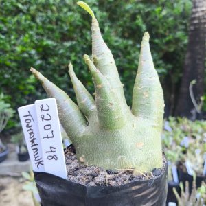 2207 48 Arabicum Tomahawk F2 12 meses