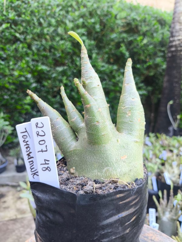 2207 48 Arabicum Tomahawk F2 12 meses