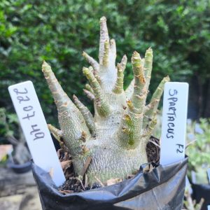 2207 49 Arabicum Spartacus F2 12 meses