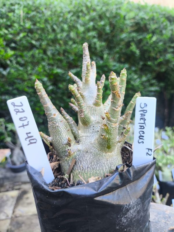 2207 49 Arabicum Spartacus F2 12 meses
