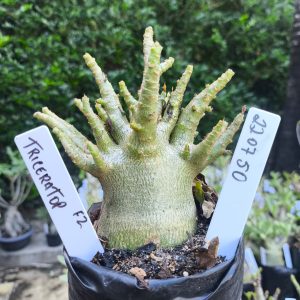 2207 50 Arabicum Triceratop F2 12 meses