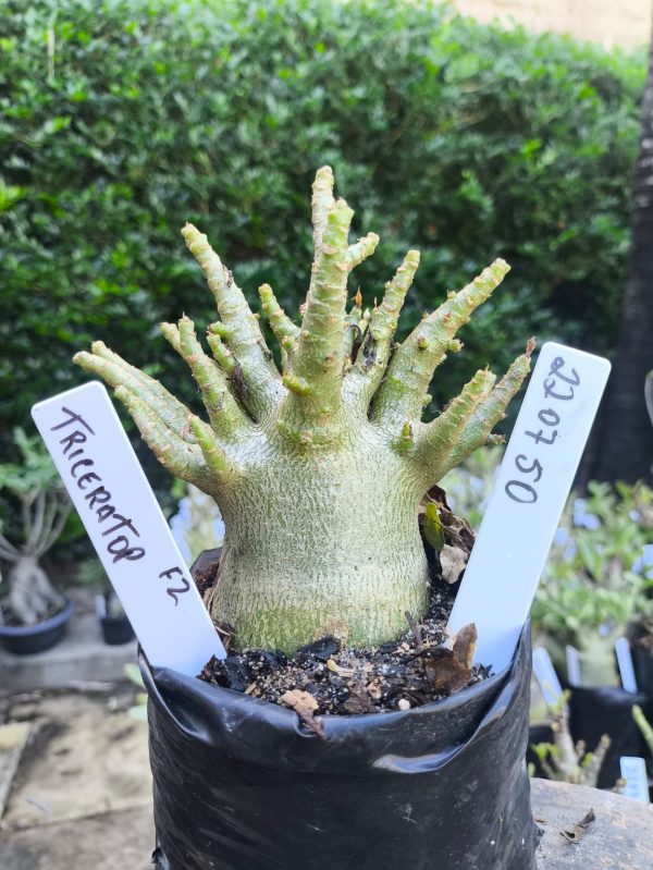 2207 50 Arabicum Triceratop F2 12 meses
