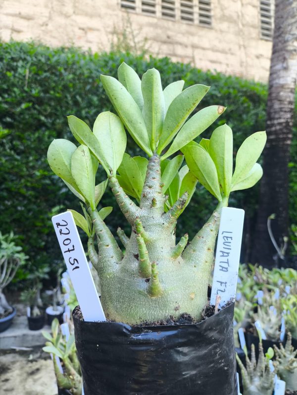 2207 51 Arabicum Leviatã F2 12 meses