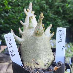 2207 52 Arabicum Eiffel F2 12 meses