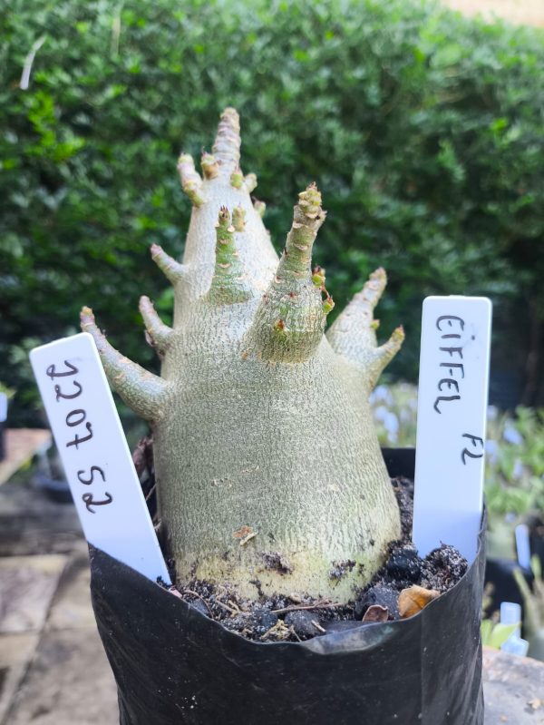 2207 52 Arabicum Eiffel F2 12 meses