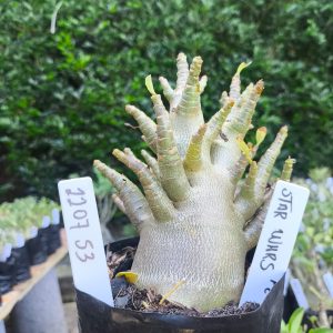 2207 53 Arabicum Star Wars F2 12 meses