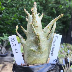 2207 54 Arabicum Tiranossauro F2 12 meses