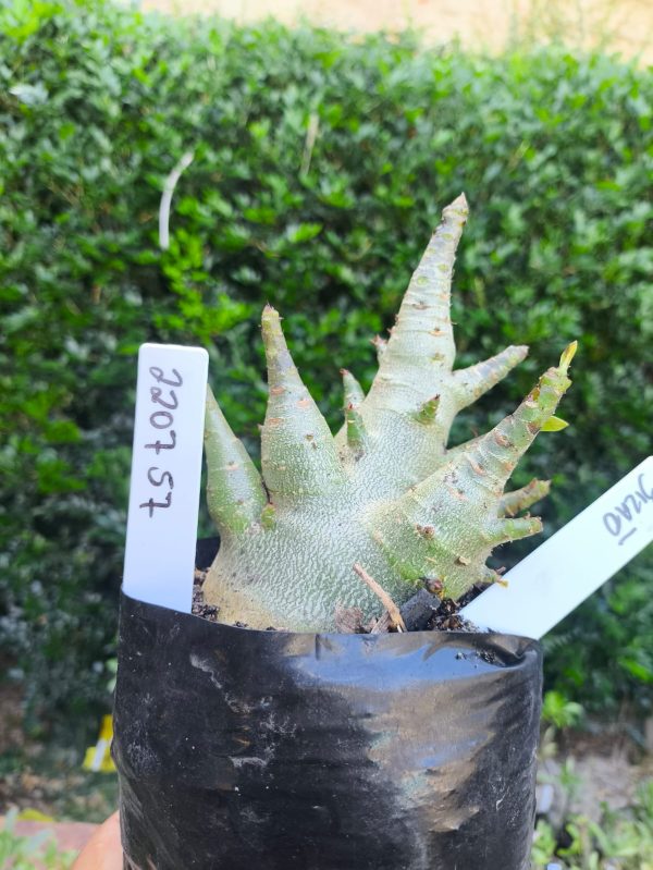 2207 57 Arabicum Bizão F2 12 meses