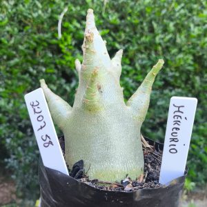 2207 58 Arabicum Mercúrio F2 12 meses