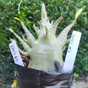 2207 60 Arabicum Godji F2 12 meses