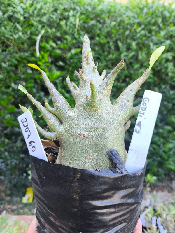 2207 60 Arabicum Godji F2 12 meses