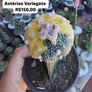 2107 01 Cacto Astérias Variegata