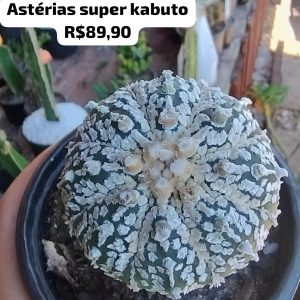 2107 02 Cacto Astérias Super Kabuto