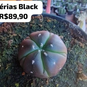 2107 03 Cacto Astérias Black