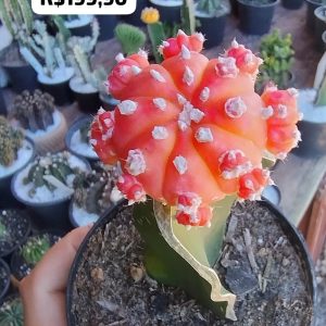 2107 04 Cacto Astérias Áurea