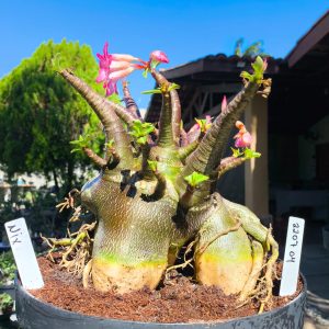 2207 04 Arabicum Nix - Adulta