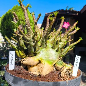 2207 03 Arabicum Spartacus - Adulta