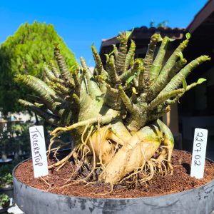 2207 02 Arabicum Triceratop - Adulta